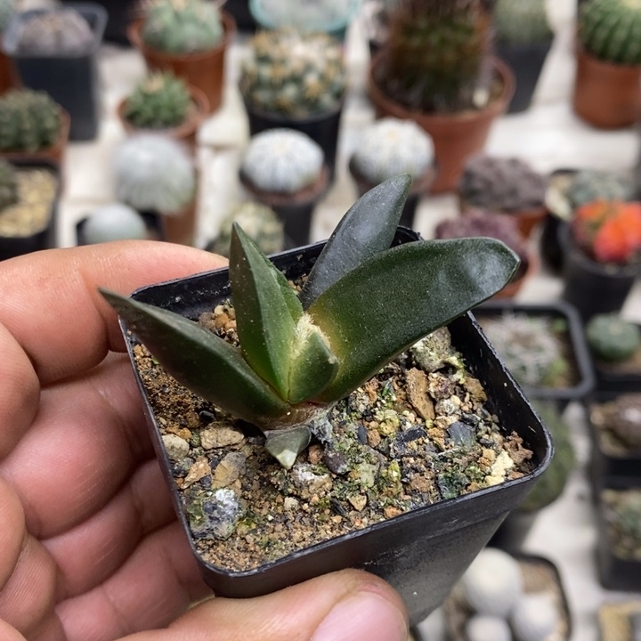 岩牡丹实生特价福利2