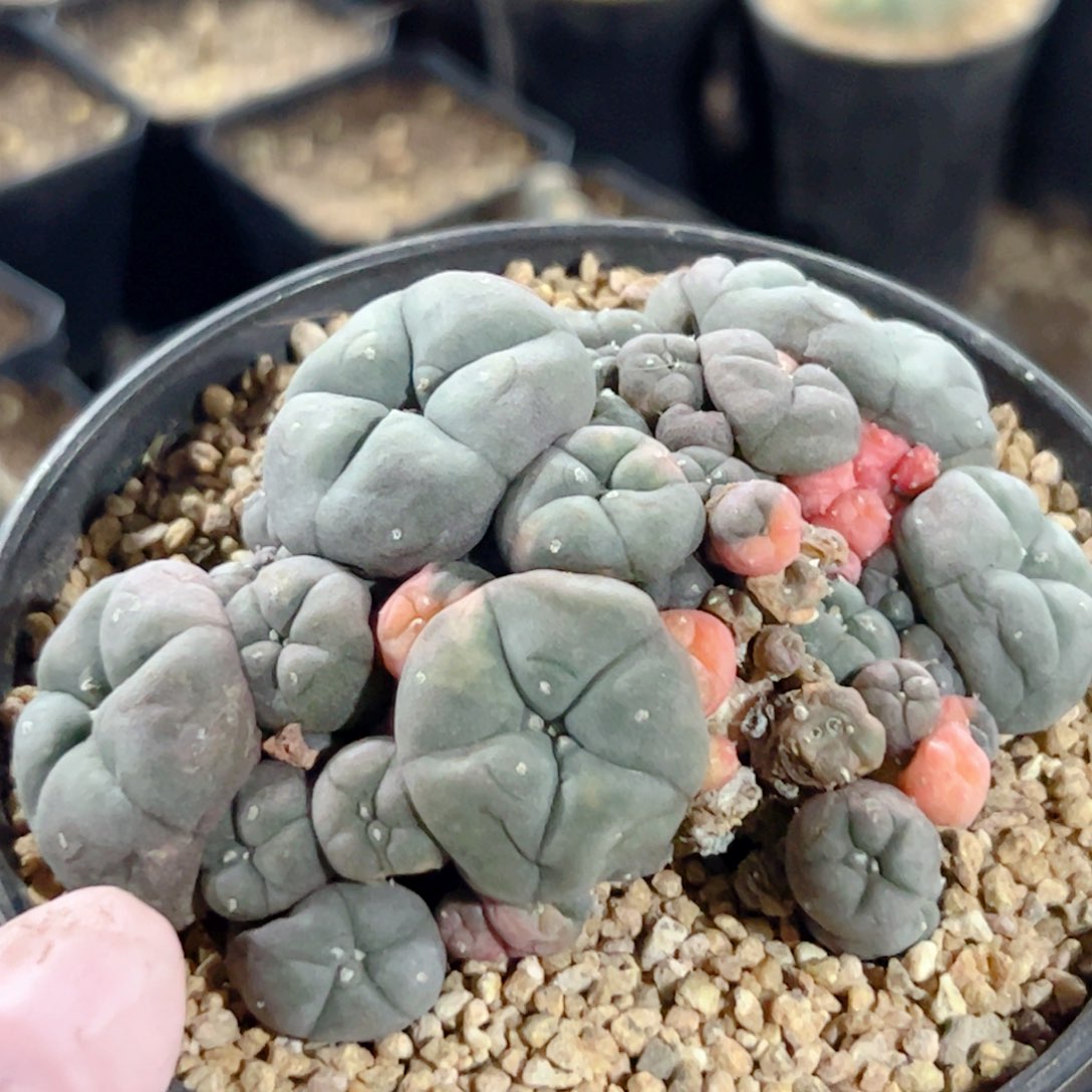 鱼群自根 仙人球