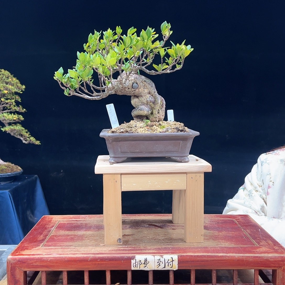 蓝***酱无花朵杜鹃花的诗