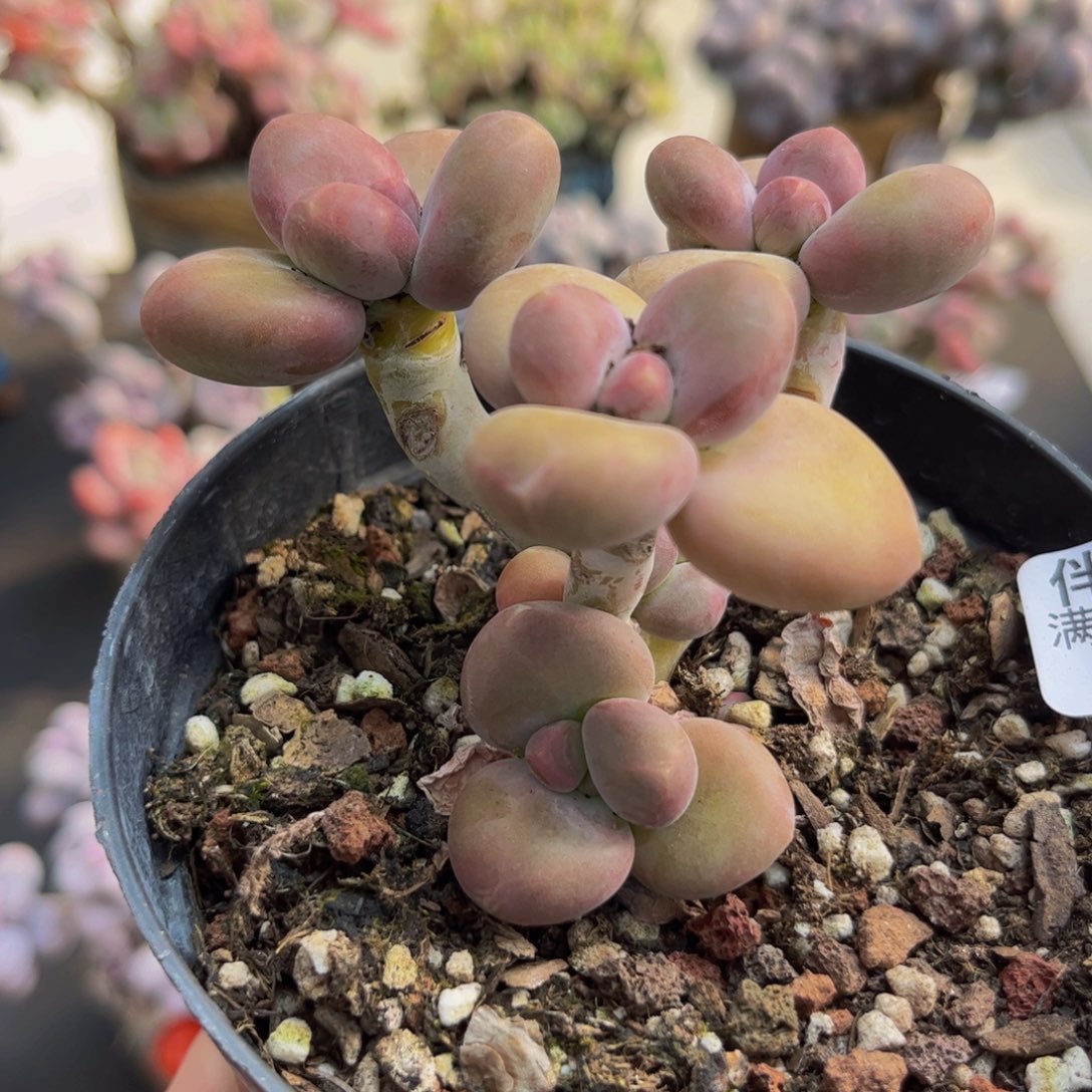 697/6cm芒果kk奶植物