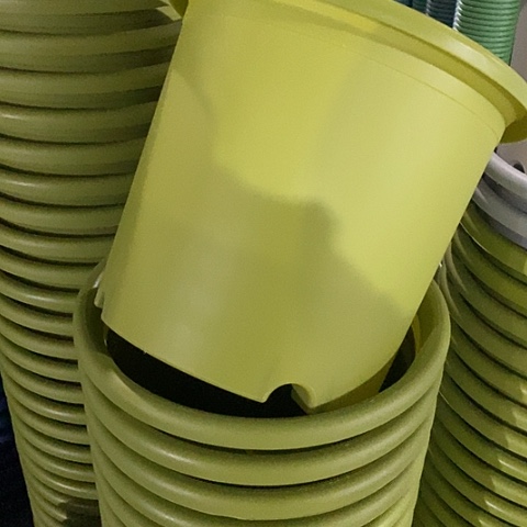 树脂四季6号果绿无托7个微瑕