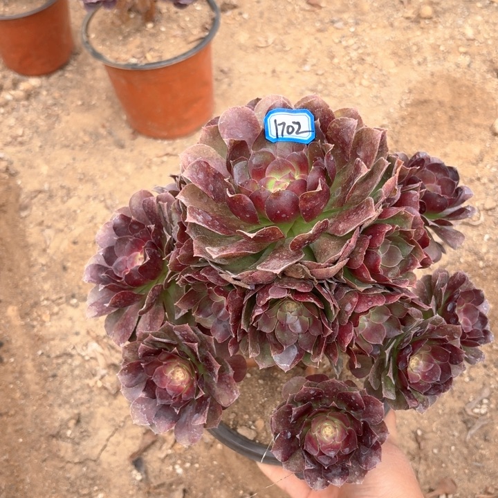 黑魔万1702法师多肉