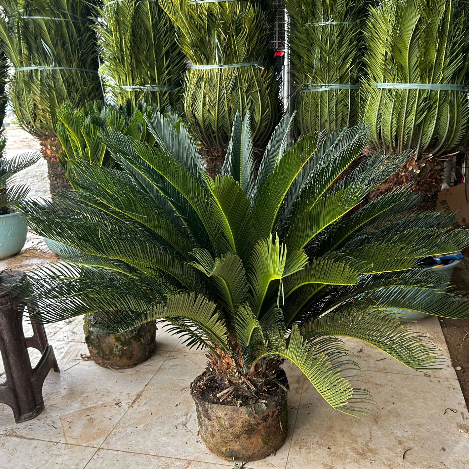 铁树盆景植物盆栽四季青室外室内客厅办公室庭院阳台苏铁耐寒绿植