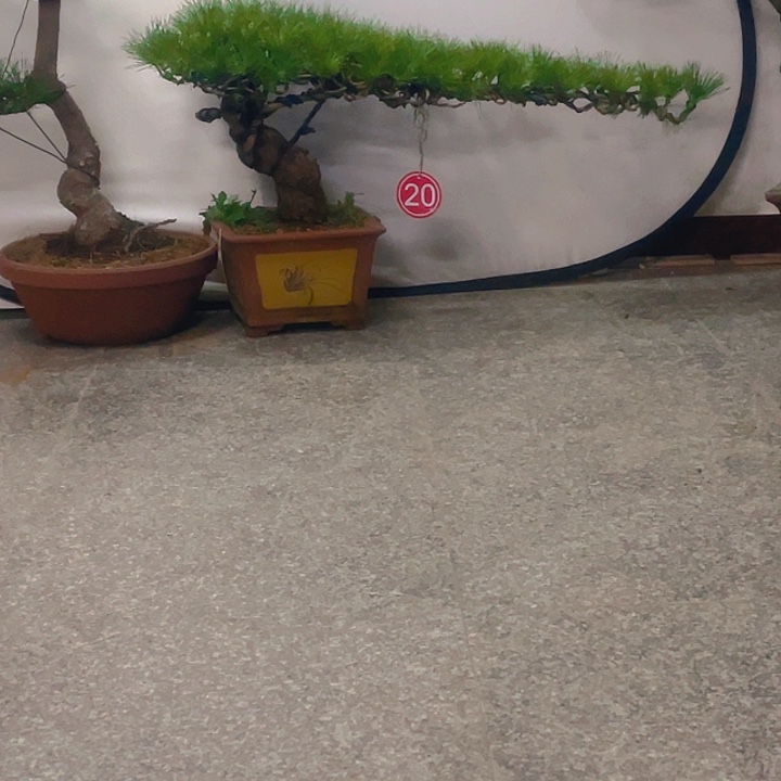 完全开放老桩临水黑松盆景