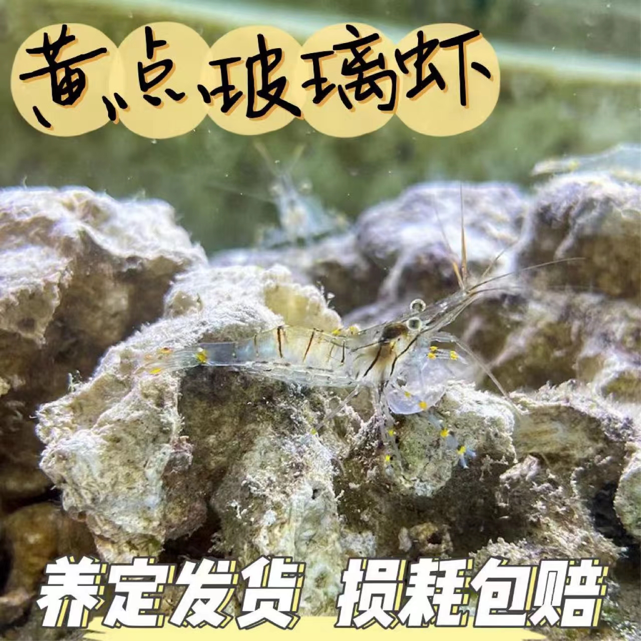 黄点玻璃虾薄荷虾海缸清洁虾吃藻除藻皮实好养包邮到家包损小丑鱼