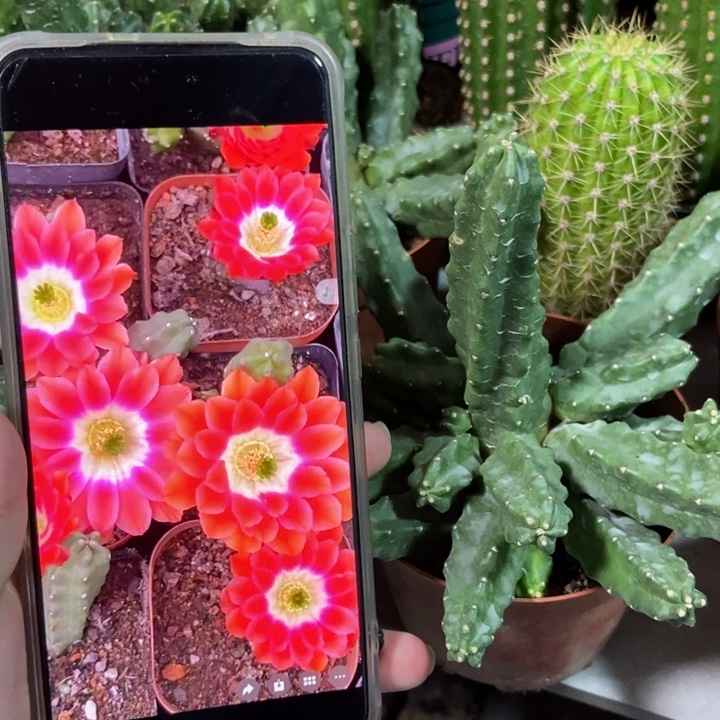 仙人球橘红水仙晴朗一盆