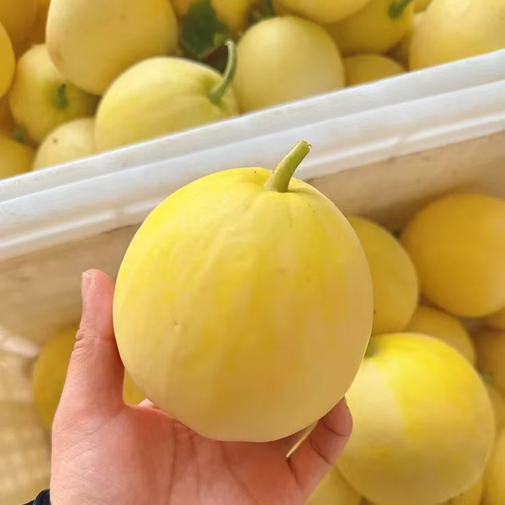 小蜜蜂甜瓜；甜脆，当季新鲜水果，爆甜大果5斤
