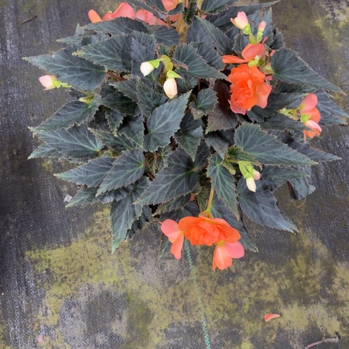 大部分花苞少量开放大盆香槟只包到手不包养护