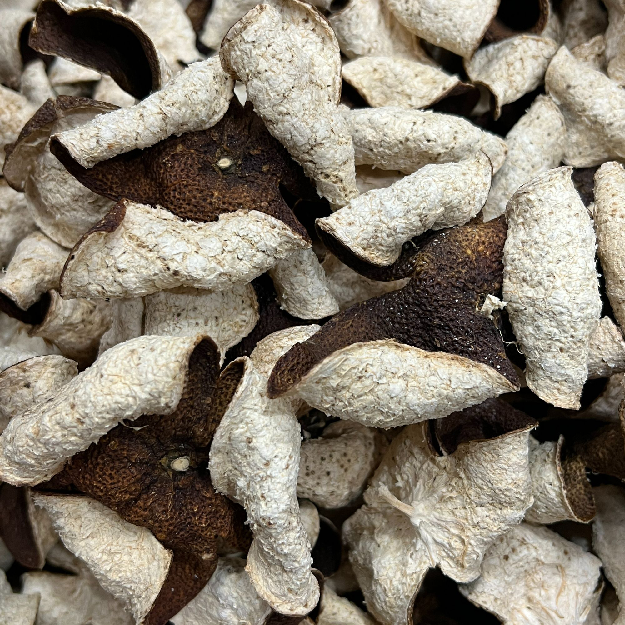 广东新会梅江2022年圈枝卷花大红皮陈皮/农户货天然生晒