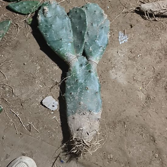 *****老庄光大刺三透一颗