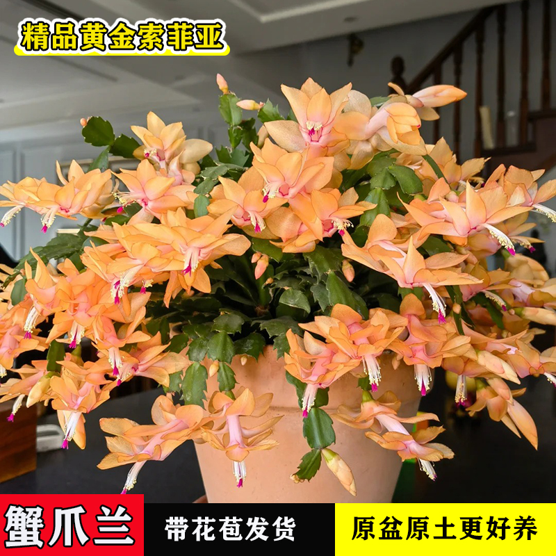 精品黄金索菲亚蟹爪兰原盆原土庭院阳台年宵花卉绿植易活好养