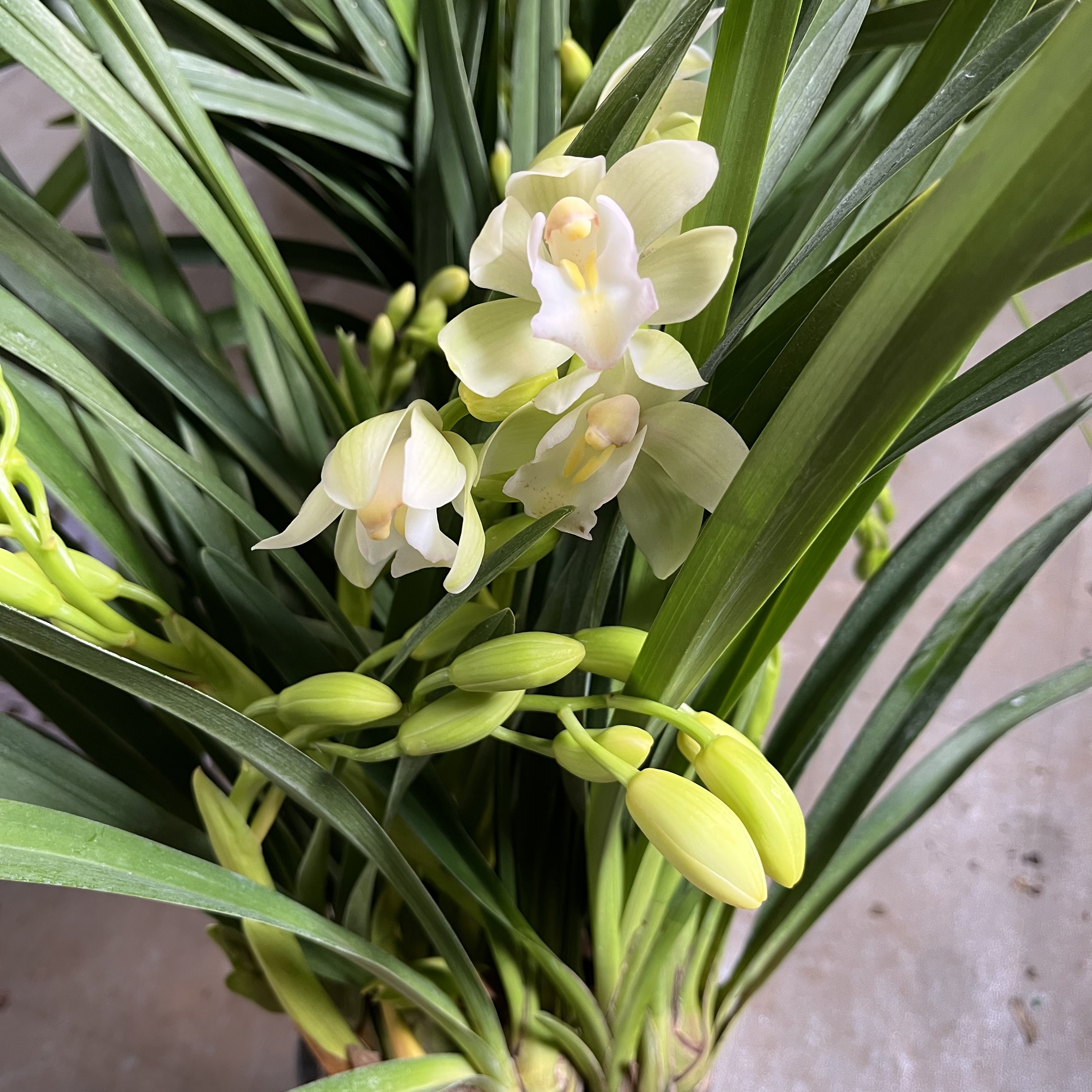 【白玉香兰】浓香型桌面款好养活室内盆栽花卉蝴蝶兰