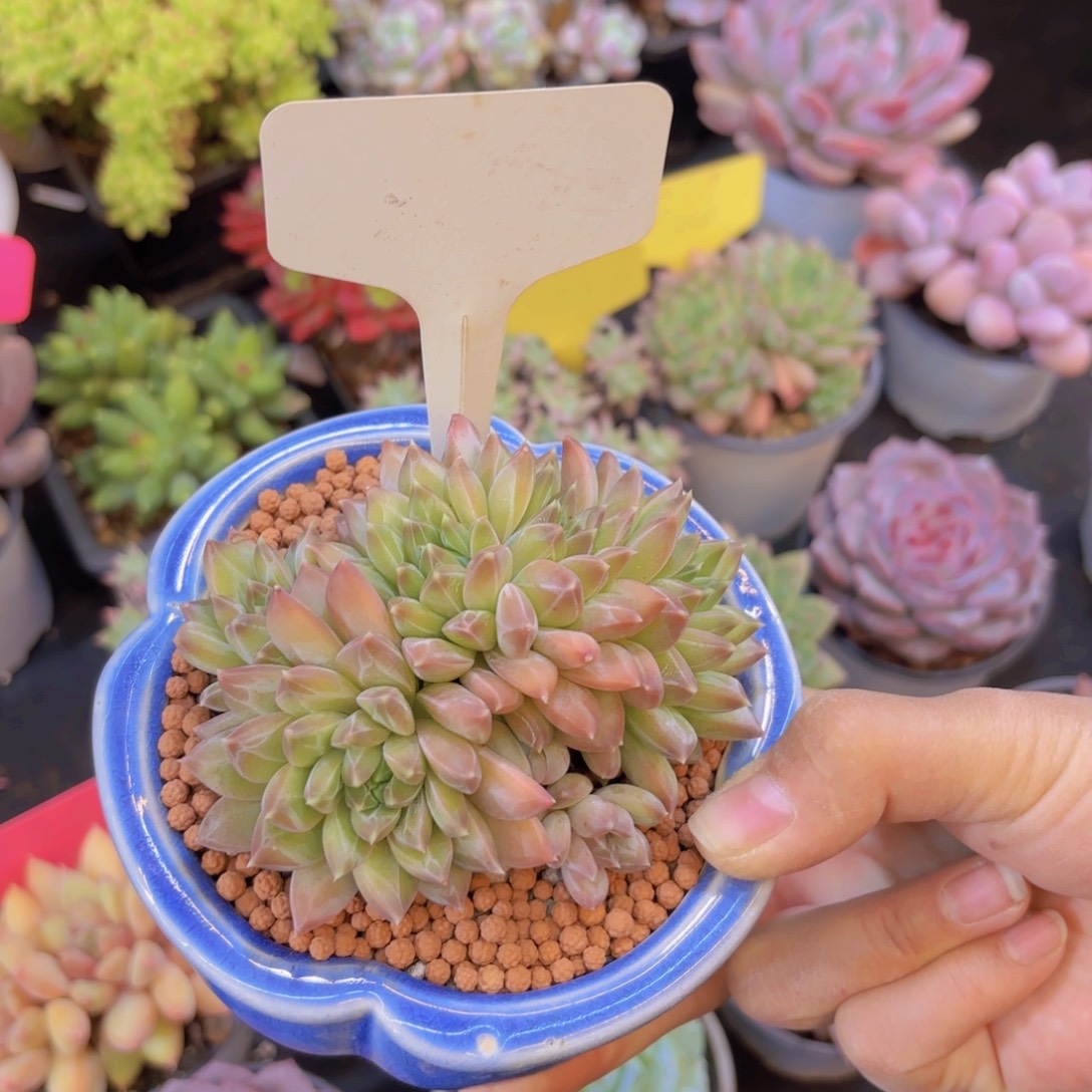 独***鱼云南金致家精品多肉