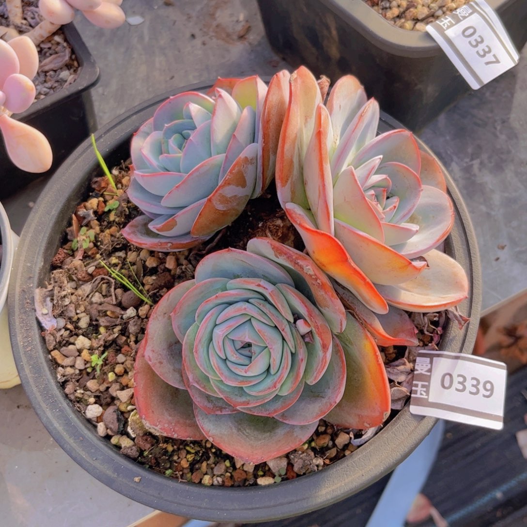 布鲁蓝处理多肉植物0339