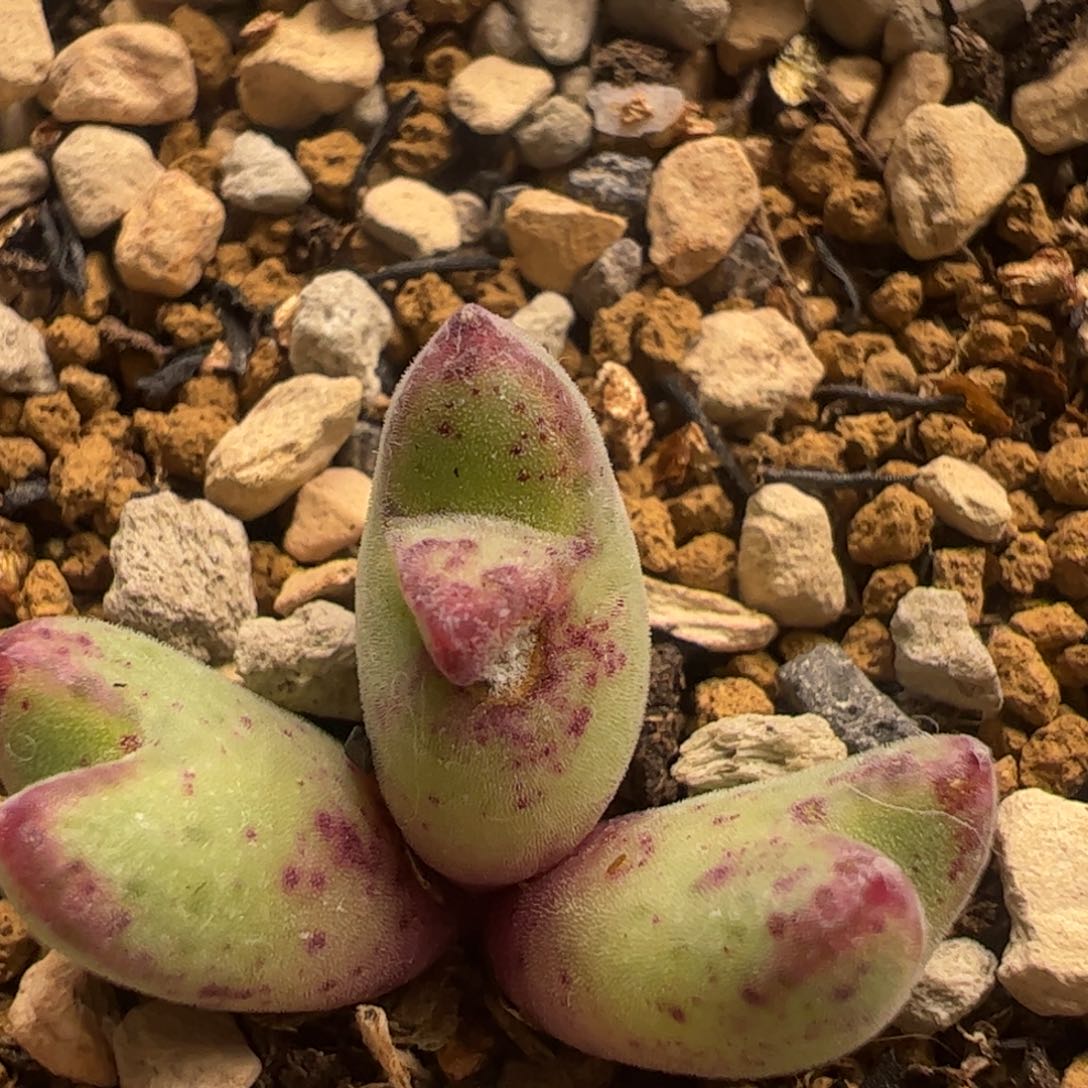 40多肉植物百科猪蹄