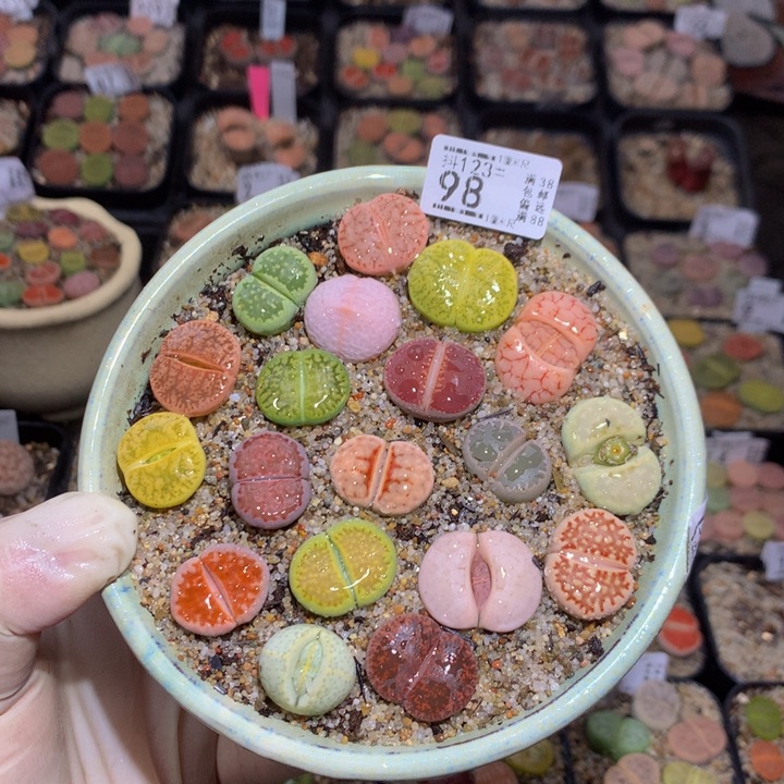 精品生石花123.98