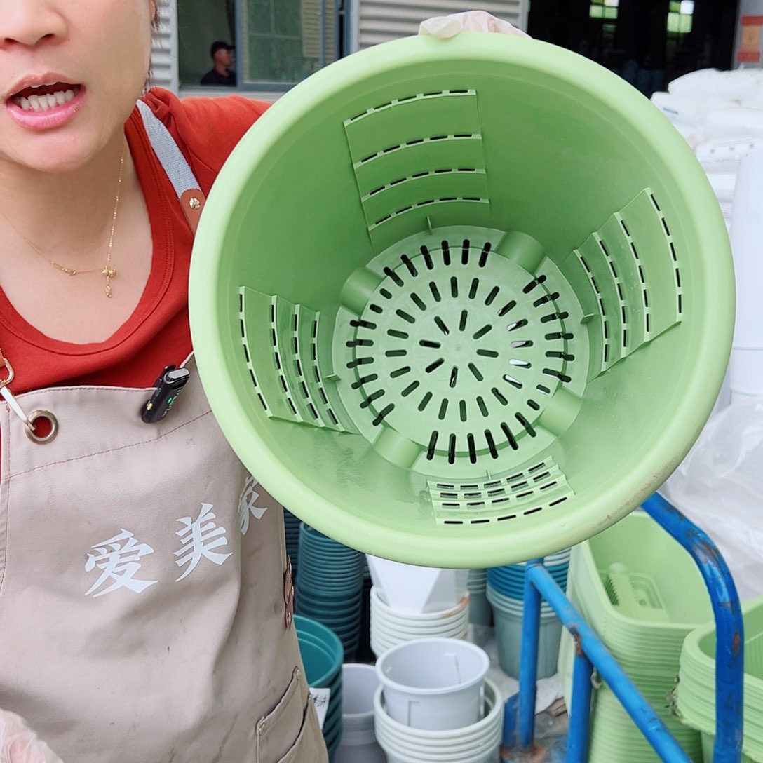 玫瑰320#果绿色5个无托