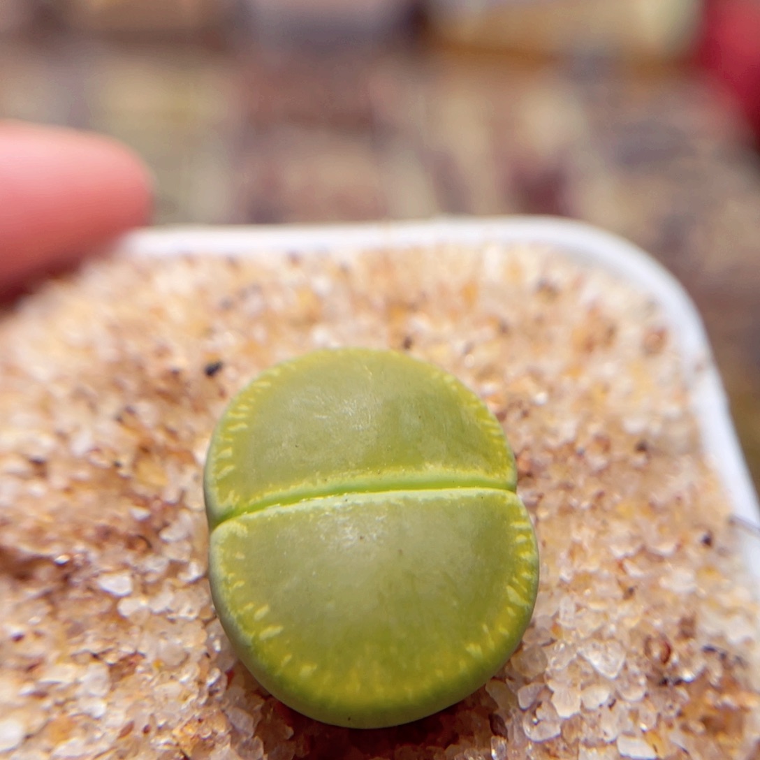 342号带盆包邮发货