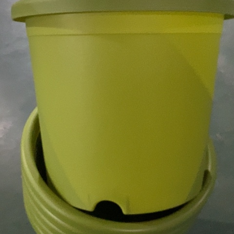 树脂四季5号果绿无托10个