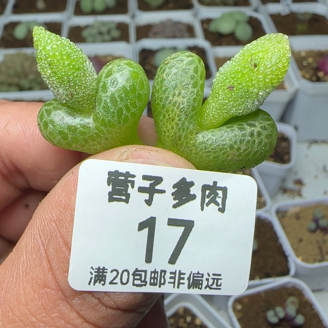 妖奇玉两颗。                 
