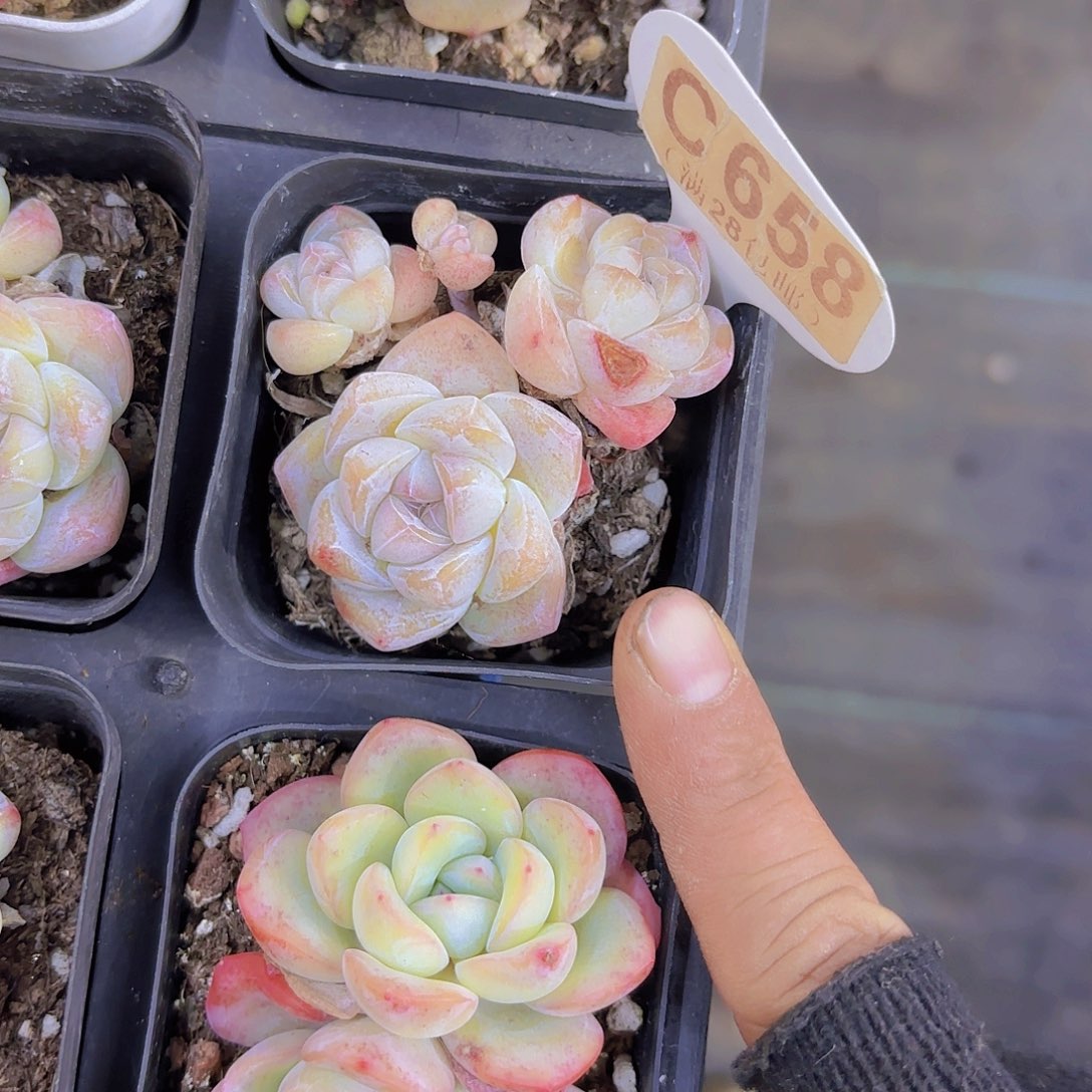 C658白底冰玉一物语拍