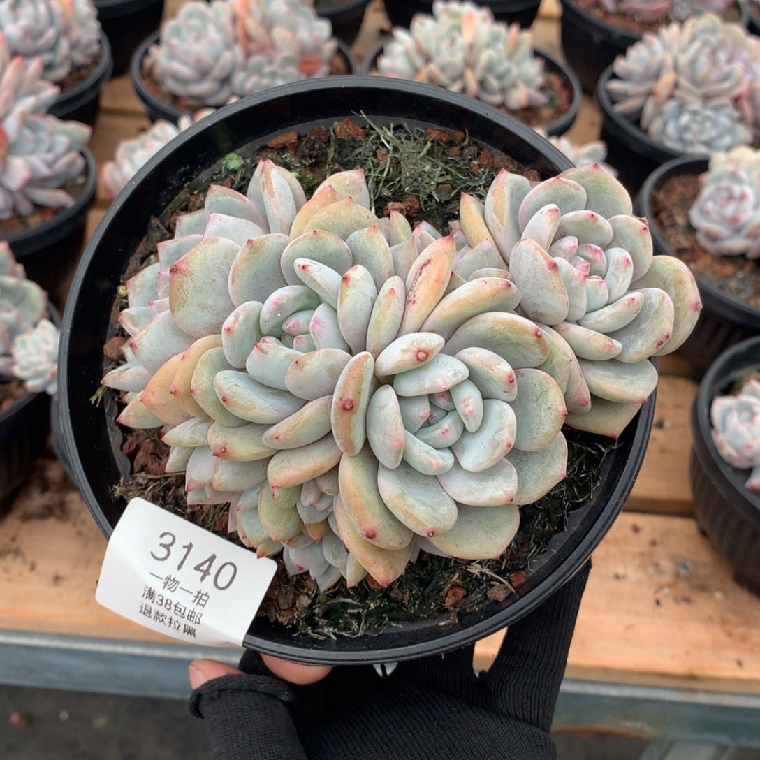 14厘米10头无砍石榴籽3140