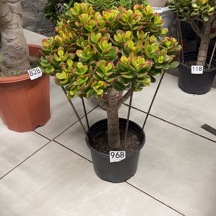 糖果花月独杆老桩