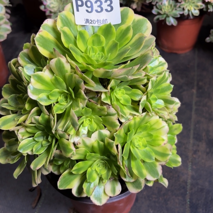 若***离瑞妈多肉植物，933金丝