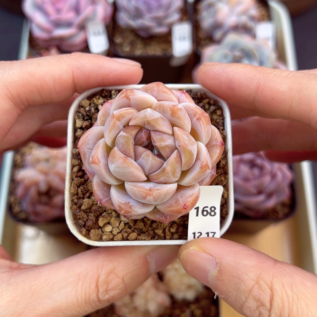 好好看168、哈哈哈哈