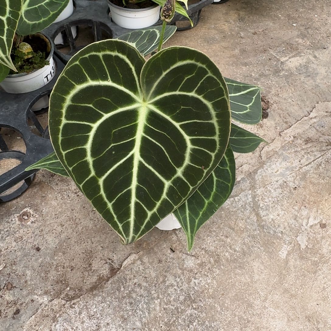 黄***娘完全开放T136克莱恩