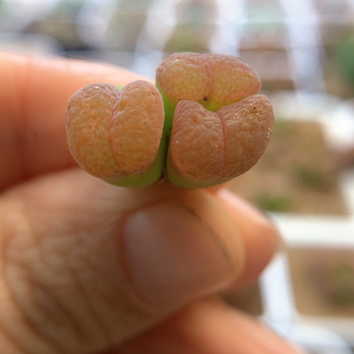 特特特特 肉锥植物