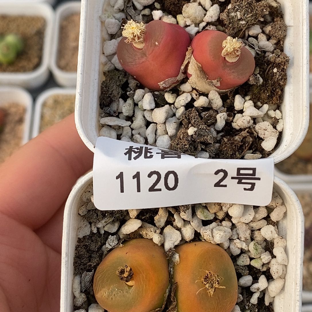 20-2-开播福利毛。 