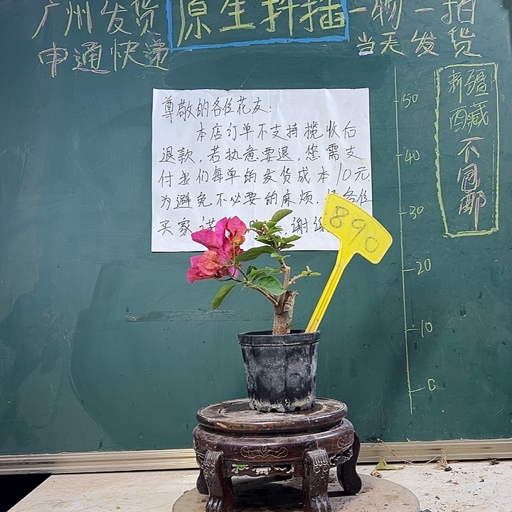 当前无花栽培后可以开花画报 大宝 890