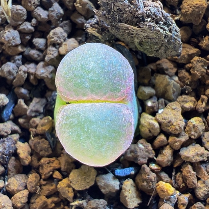 51多肉植物百科植物