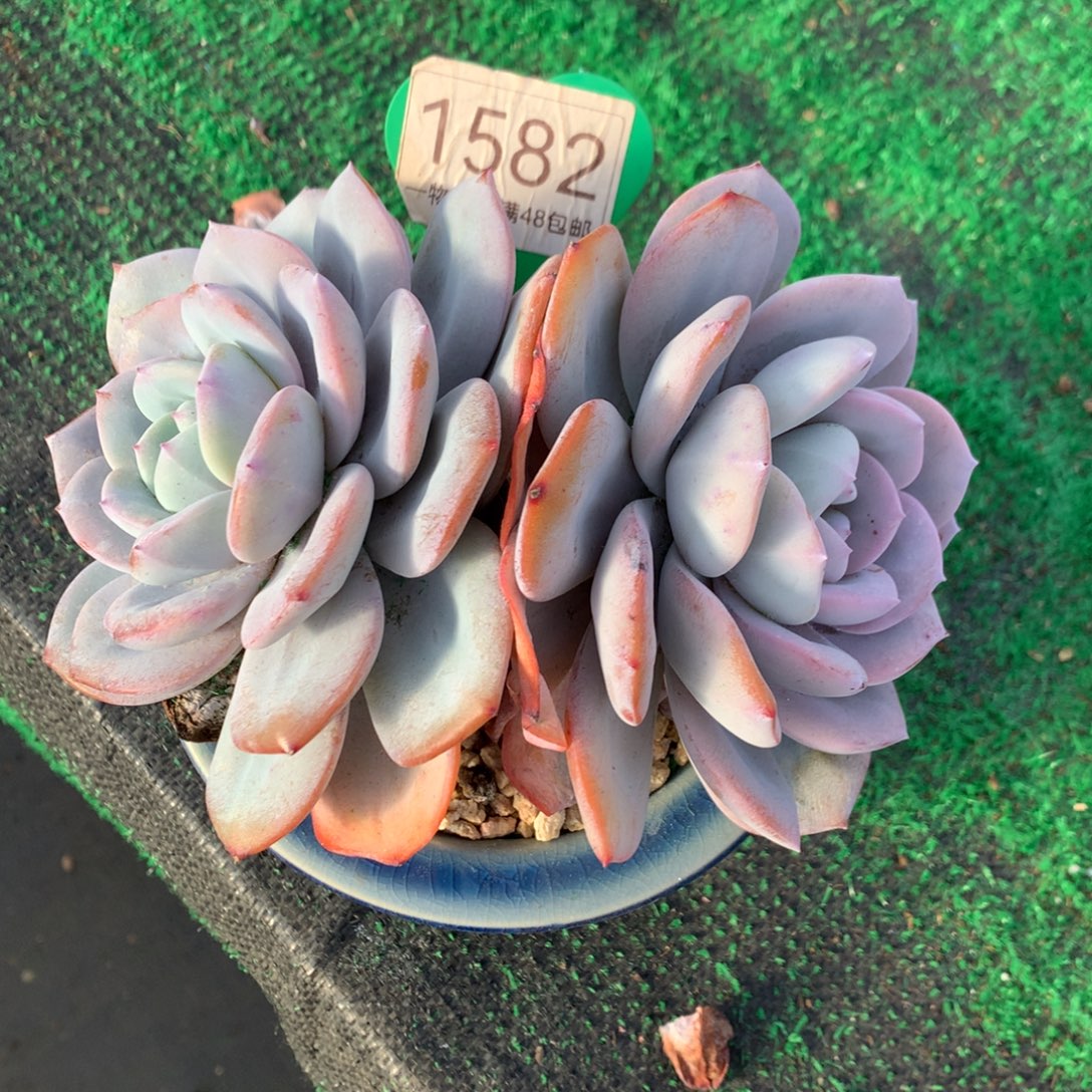 韩版奶茶老桩一物一拍