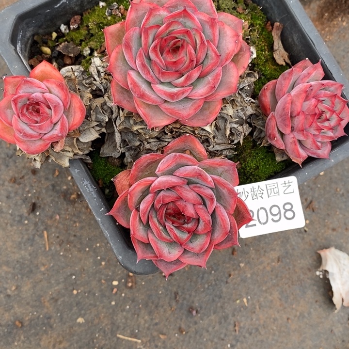 降***M2098杂交老桩基地～14厘米