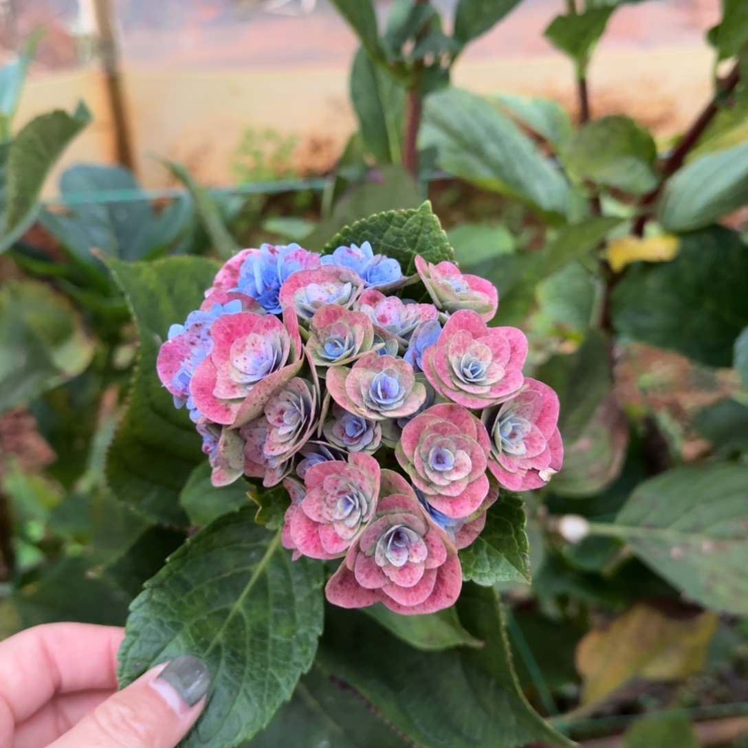 大部分花苞少量开放13