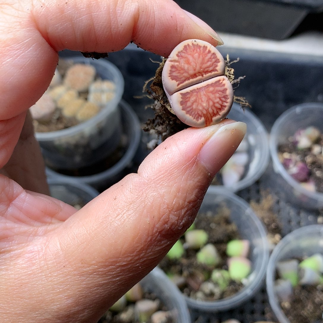 C**?B174多肉植物保护