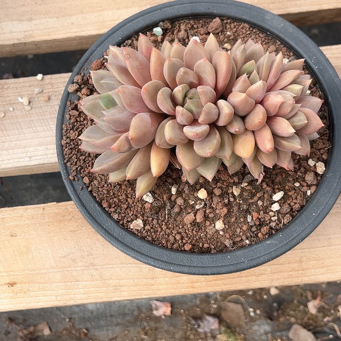 红象牙多肉植物00000