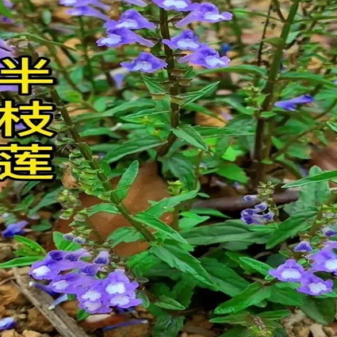 贵州深山野生(半枝莲)(白花舌草)干货