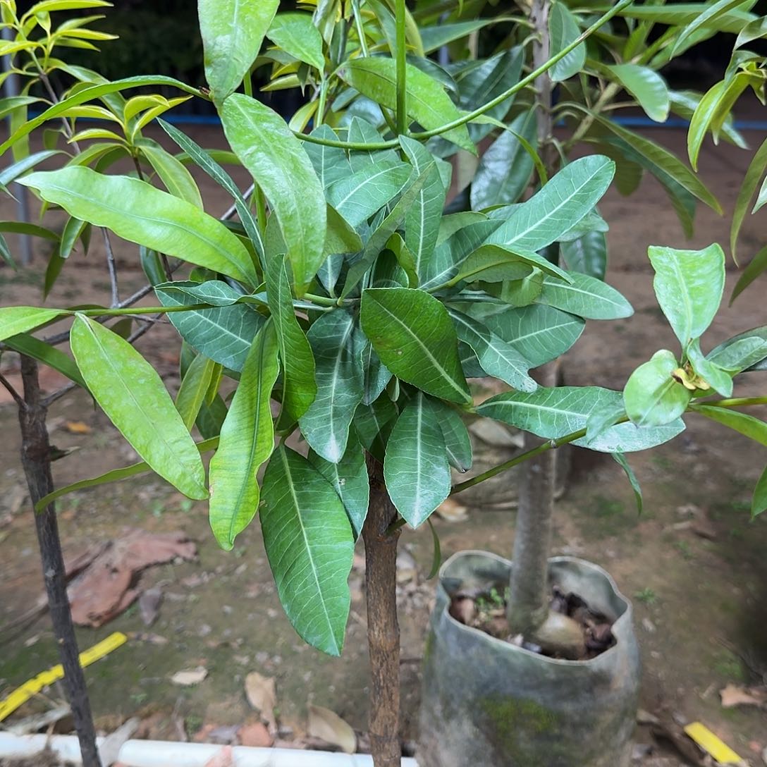 遇***见当前无花栽培后可以开花非洲
