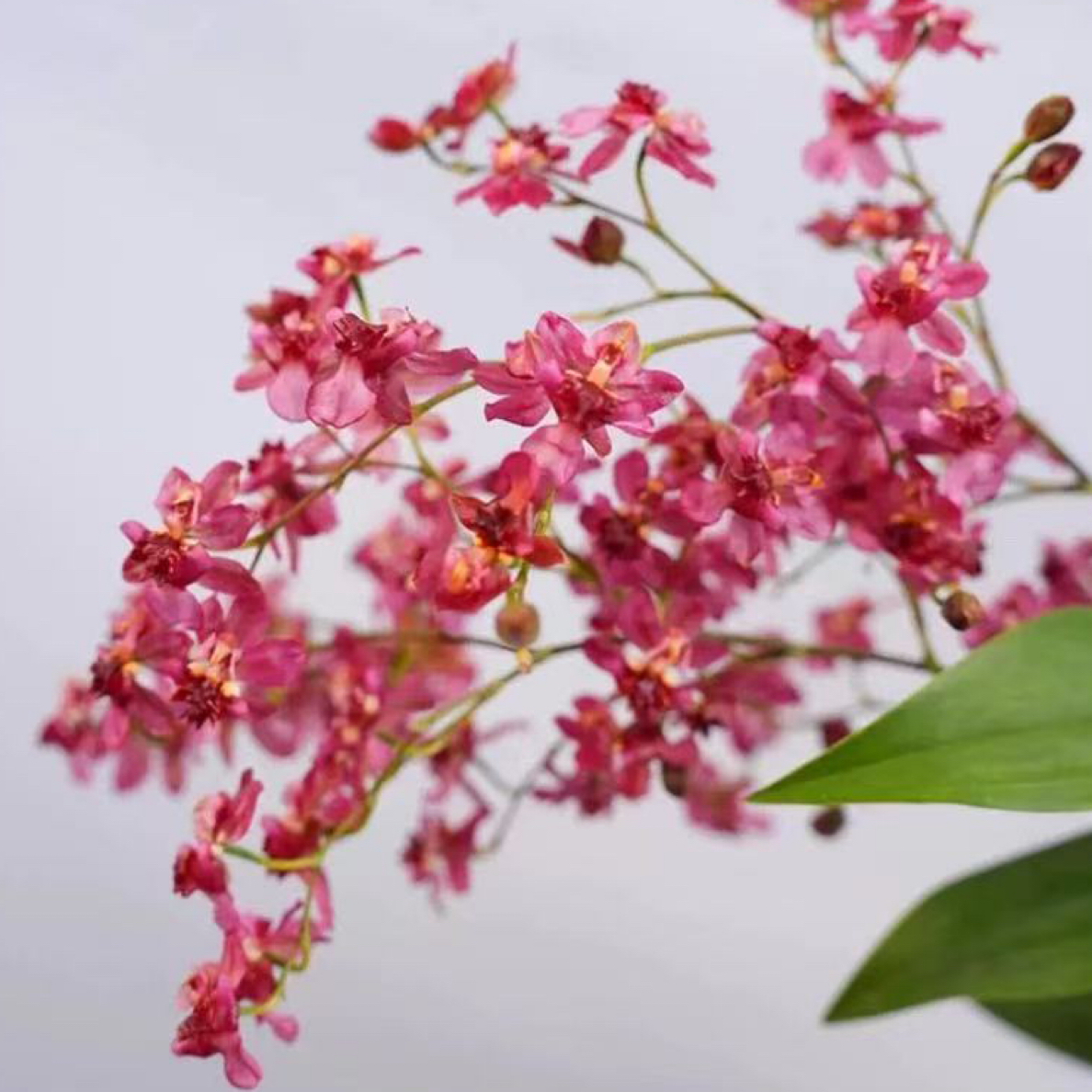 红色文心兰梦香兰巧克力香味