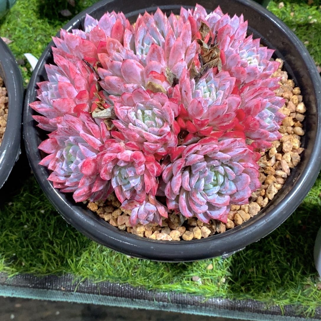 冬***华加比海多肉植物老桩