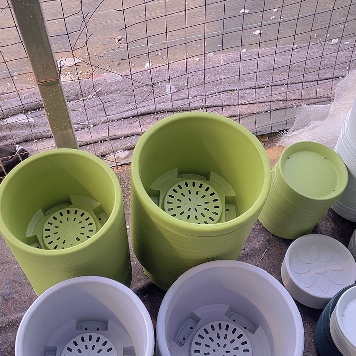 红陶球根盆4号果绿色5个