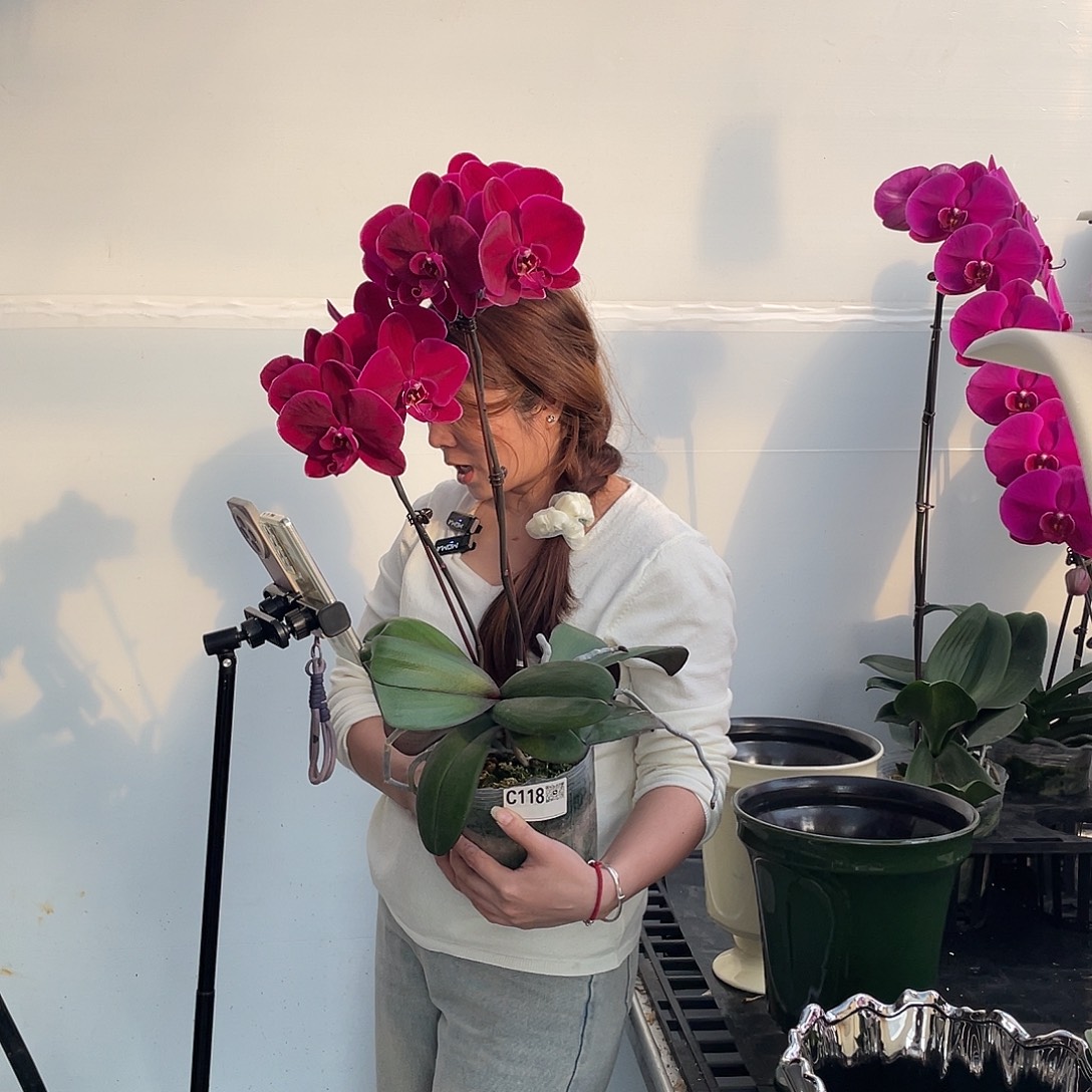 无花朵牛记黑脸5寸