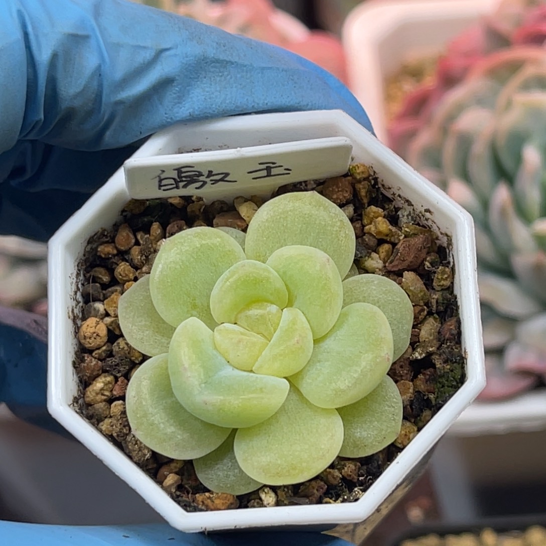 皦玉 单头 叶插苗 多肉植物