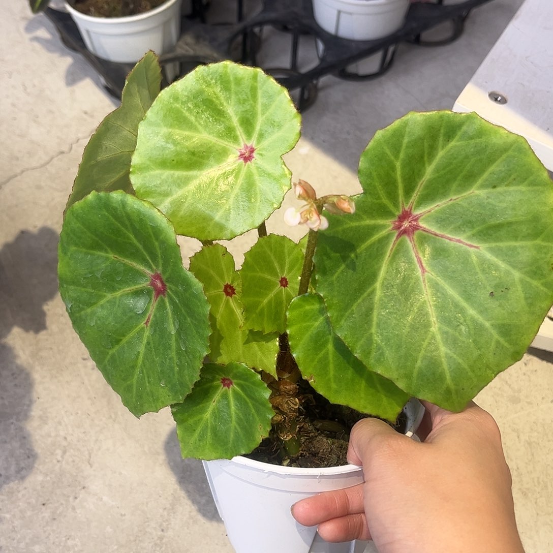 完全开放胭脂秋海棠