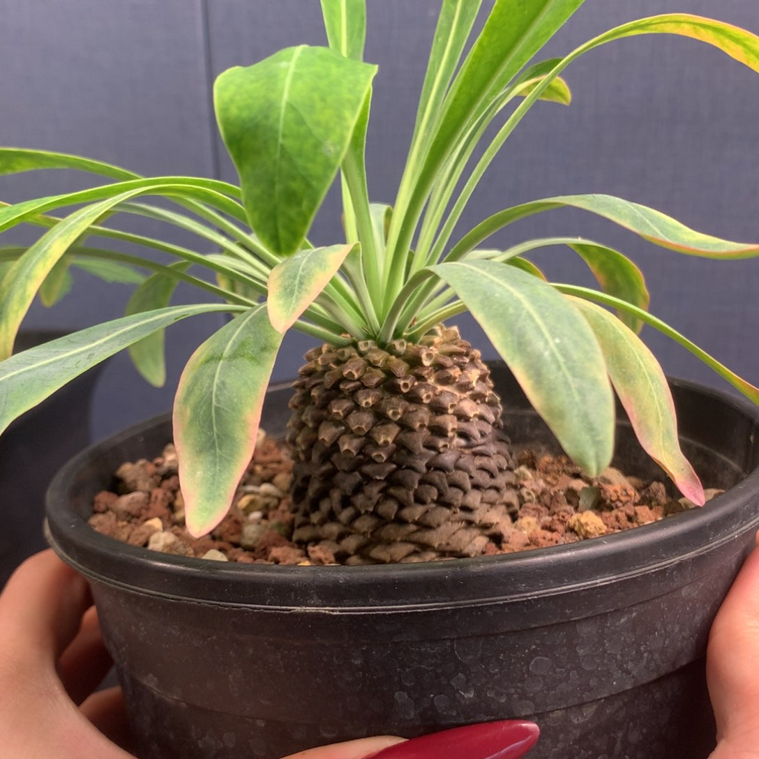 铁甲丸实生5.2公分