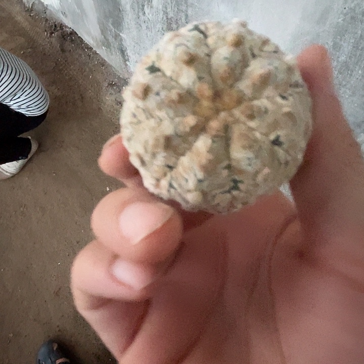 完全开放仙人球1