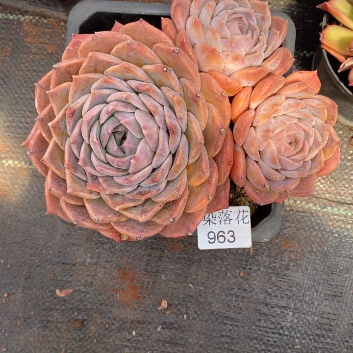 不****调精品多肉植物963